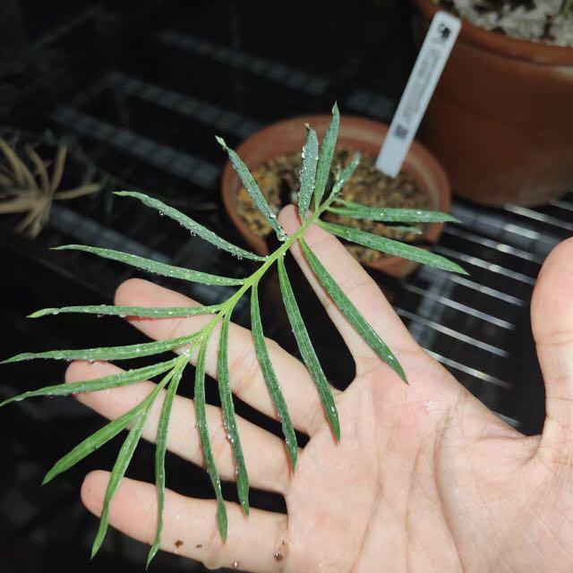 Sg16 日本輸入凱恩斯藍葉蘇鐵 多肉植物小盆栽禮物 傢俬 家居 園藝 植物及種子 Carousell Sg16 日本輸入凱恩斯藍葉蘇鐵 多肉植物小盆栽禮物 傢俬 家居 園藝 植物及種子 Carousell