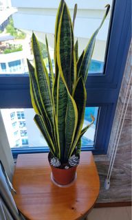 (Category: ) located in . Submitted by nehav (Listing ID 1168851489, Image 1). Description: .