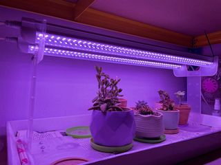 (Category: ) located in . Submitted by 529360 (Listing ID 1168967178, Image 1). Description: .