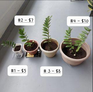 ZZ Plant