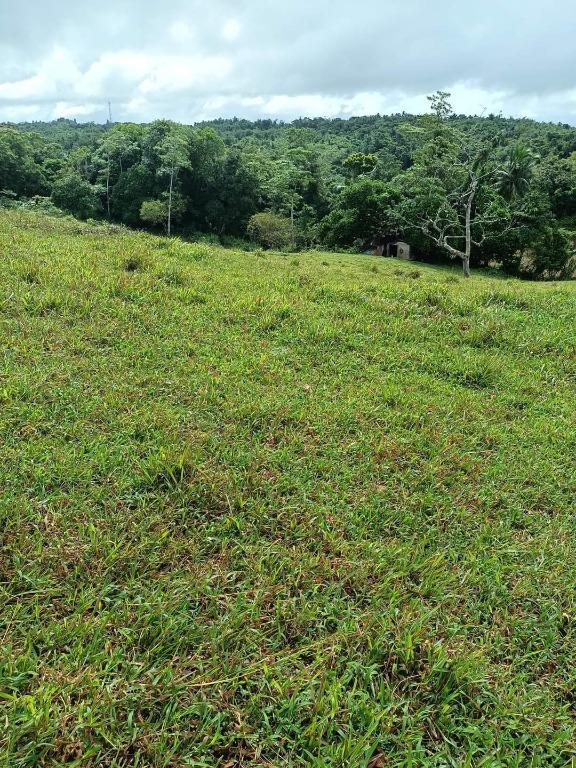 13 Hectares Farm lot for Sale in Cavinti Laguna Good for investment