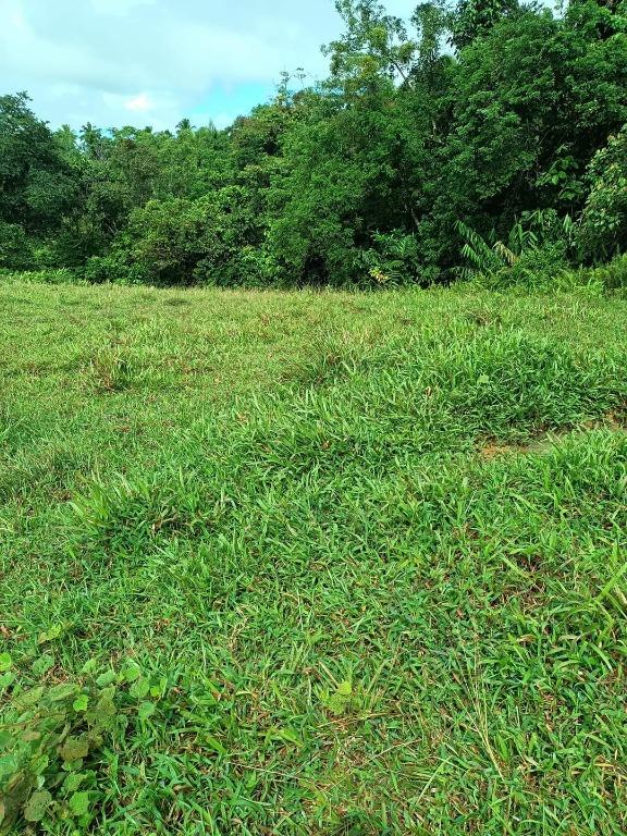 13 Hectares Farm lot for Sale in Cavinti Laguna Good for investment