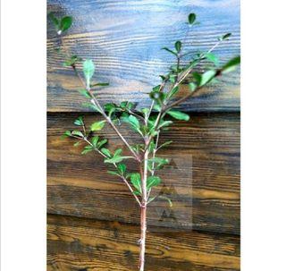 African Talisay seedlings Green Terminalia Mantaly live plant 2.5 ft tall