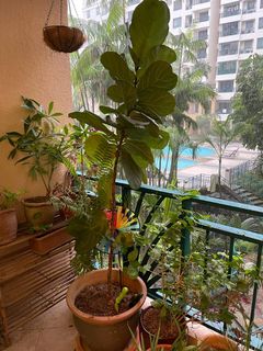 (Category: ) located in . Submitted by radvyas (Listing ID 1169048034, Image 1). Description: .