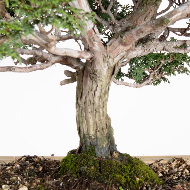 pinus leucodermis bonsai Pinus leucodermis Smidtii  The Plant Broker