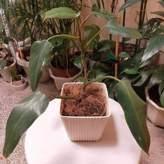 (Category: ) located in . Submitted by Casa.Verde (Listing ID 1169171562, Image 1). Description: .