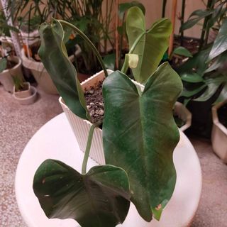 (Category: ) located in . Submitted by Casa.Verde (Listing ID 1169172016, Image 1). Description: .