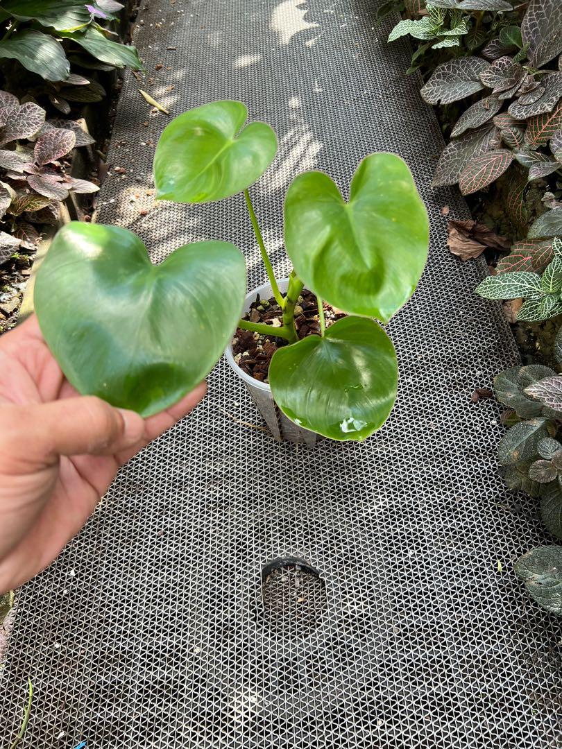 philodendron goeldii variegated Philodendron goeldii variegated TC Plantlet *Preorder* 5-Pack In Vitro ($163 ea.) main image 1