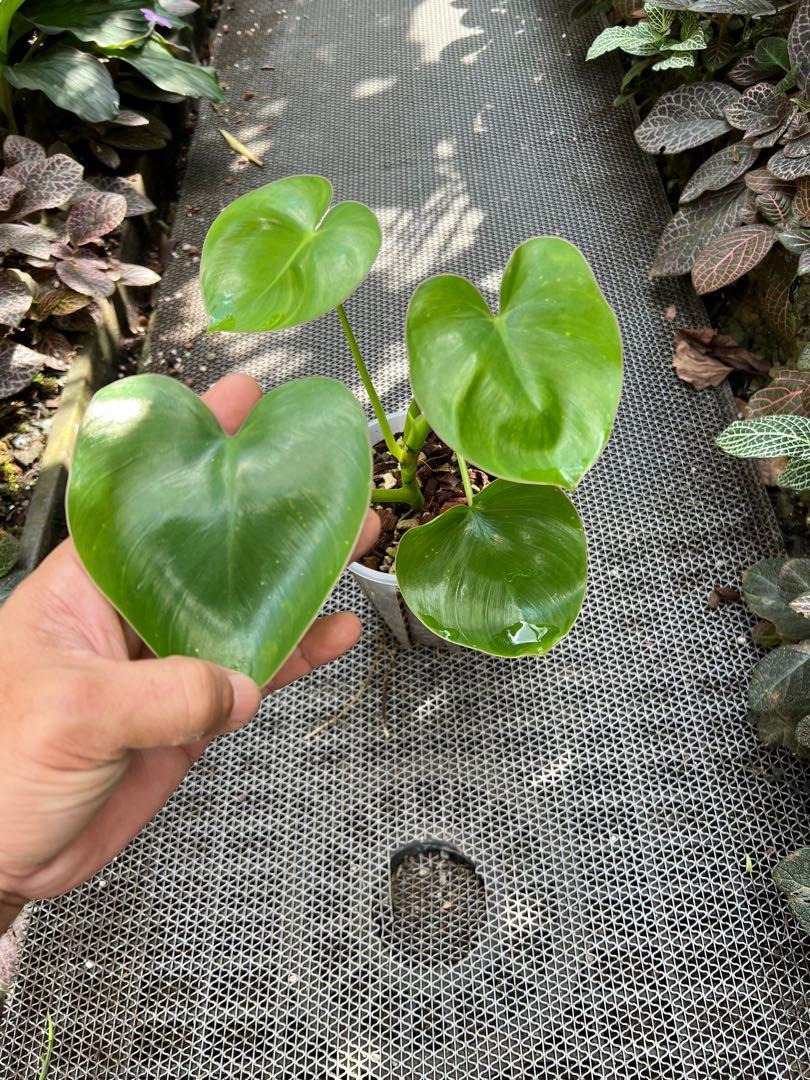 pothos golden plant Pothos Churchill Gold