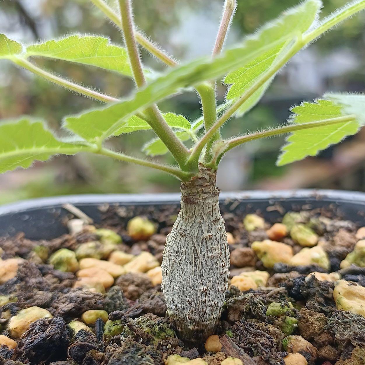 Sg1630 柯帕裂欖實生苗預訂 多肉植物小盆栽禮物 傢俬 家居 園藝 植物及種子 Carousell