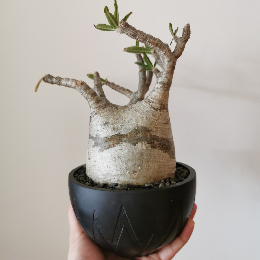 激レア konect fang 鉢 グレー Mサイズ - 植物/観葉植物