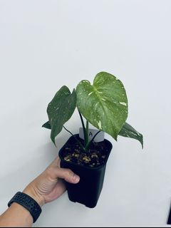 （分類：）位於 。 由 Bye_Buyer 提交（商品編號 1160210202，圖片 1）。簡介： 。