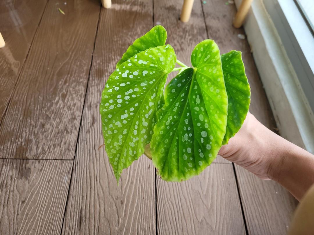 Begonia Tamaya Cutting, Furniture & Home Living, Gardening, Plants