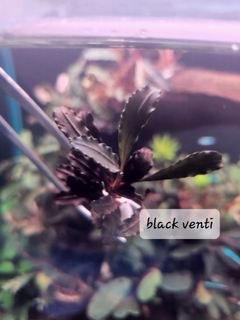 (Category: ) located in . Submitted by lewislin_wind (Listing ID 1169251190, Image 1). Description: .