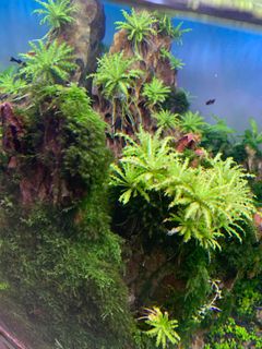 (Category: ) located in . Submitted by hanksenk (Listing ID 1169242804, Image 1). Description: .