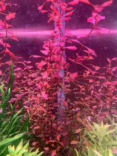 (Category: ) located in . Submitted by limpts (Listing ID 1169351680, Image 1). Description: .