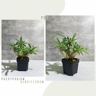 （分類：）位於 。 由 seedinglaw946 提交（商品編號 1169422709，圖片 1）。簡介： 。