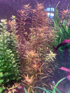 (Category: ) located in . Submitted by limpts (Listing ID 1169352488, Image 1). Description: .