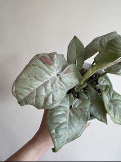 （分類：）位於 。 由 sommplants 提交（商品編號 1169328496，圖片 1）。簡介： 。