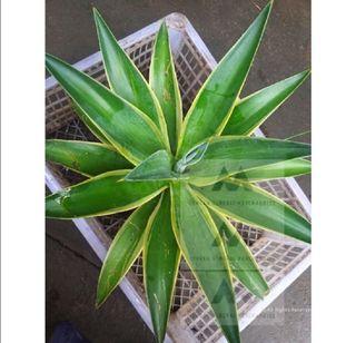 Agave Angustifolia/ Carribean Agave live Plant