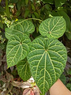 (Category: ) located in . Submitted by plantplayground (Listing ID 1169484665, Image 1). Description: .