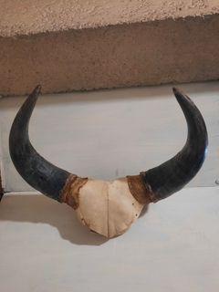 Bull horn display