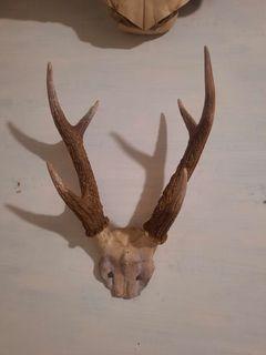 Deer horn (sungay ng usa)