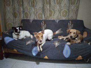 Dog lover na kasambahay