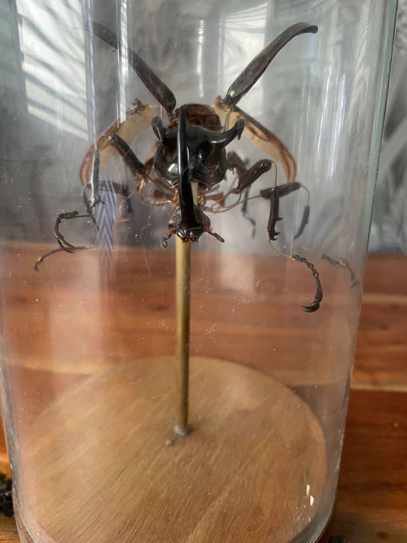 Exploded Beetle insect specimen, Furniture & Home Living, Home Decor ...
