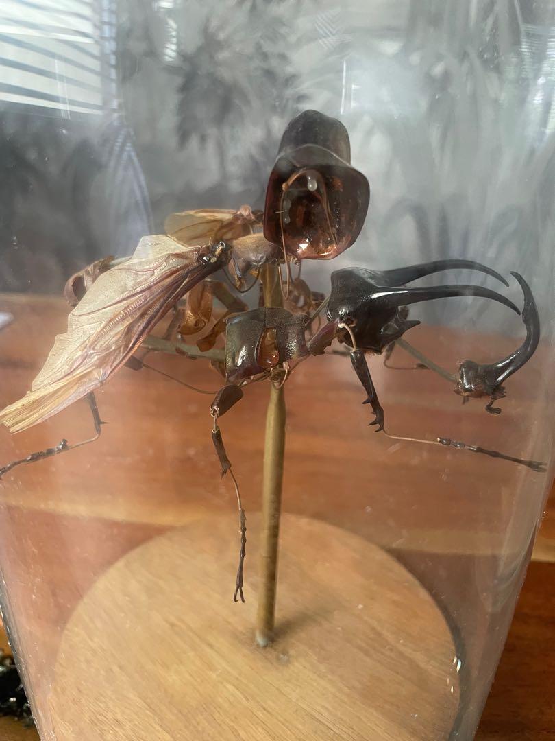 Exploded Beetle insect specimen, Furniture & Home Living, Home Decor ...