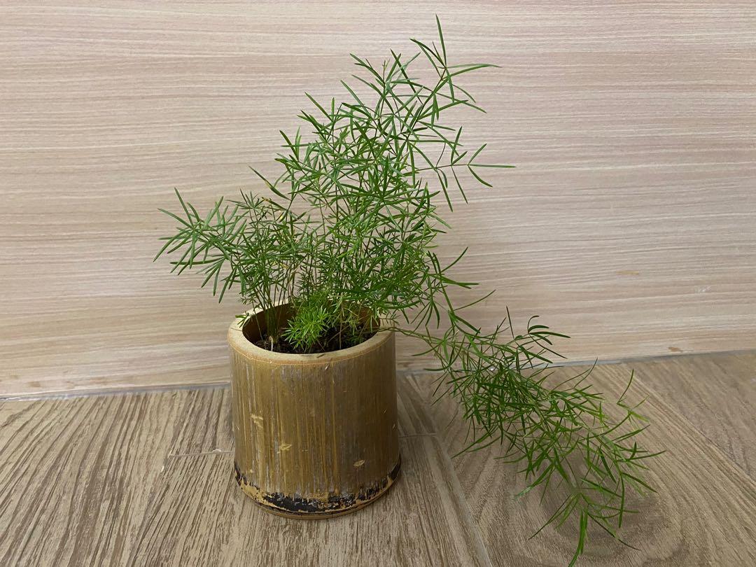 植物 狐尾天冬 傢俬 家居 園藝 植物及種子 Carousell