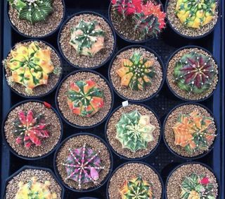 (Category: ) located in . Submitted by highline.keepers (Listing ID 1164348239, Image 1). Description: .