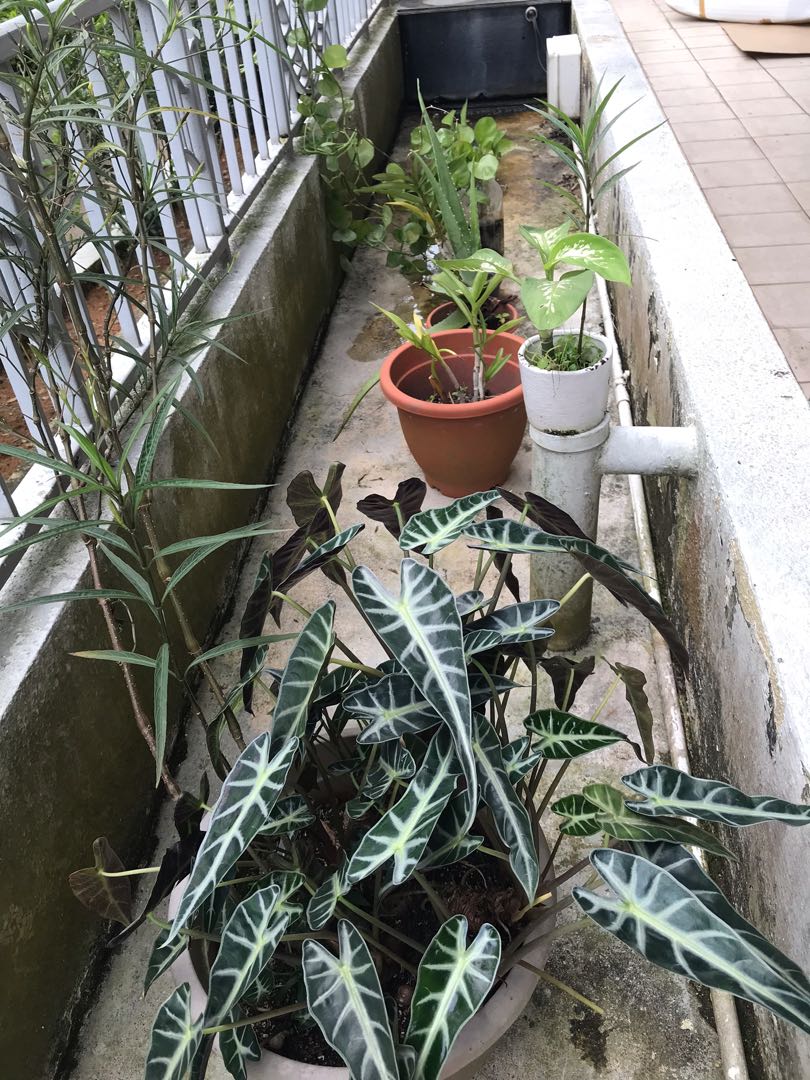 Plants, Furniture & Home Living, Gardening, Plants & Seeds on Carousell