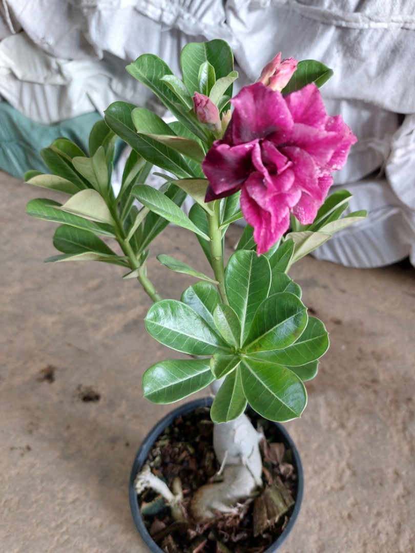 Purple Adenium, Furniture & Home Living, Gardening, Plants & Seeds on ...