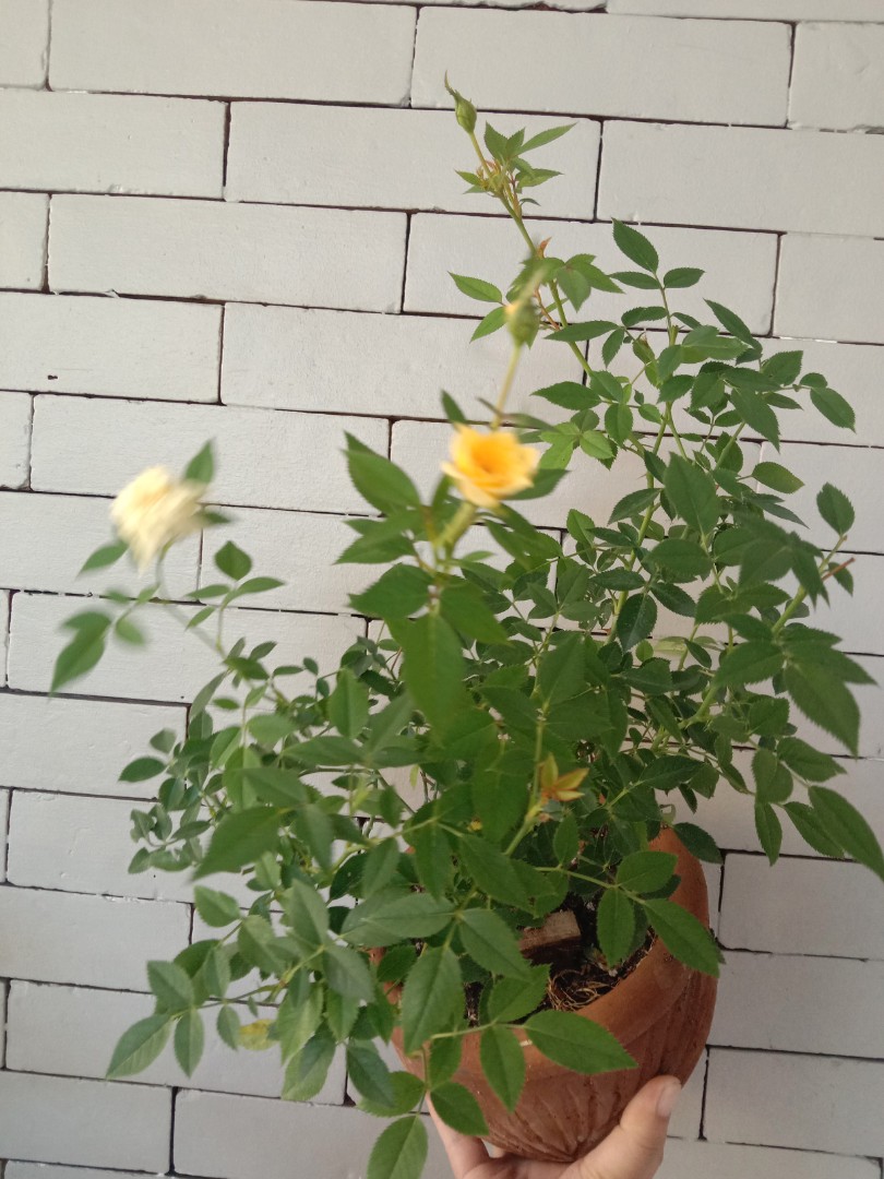 Rose pitimini yellow, Furniture & Home Living, Gardening, Plants ...