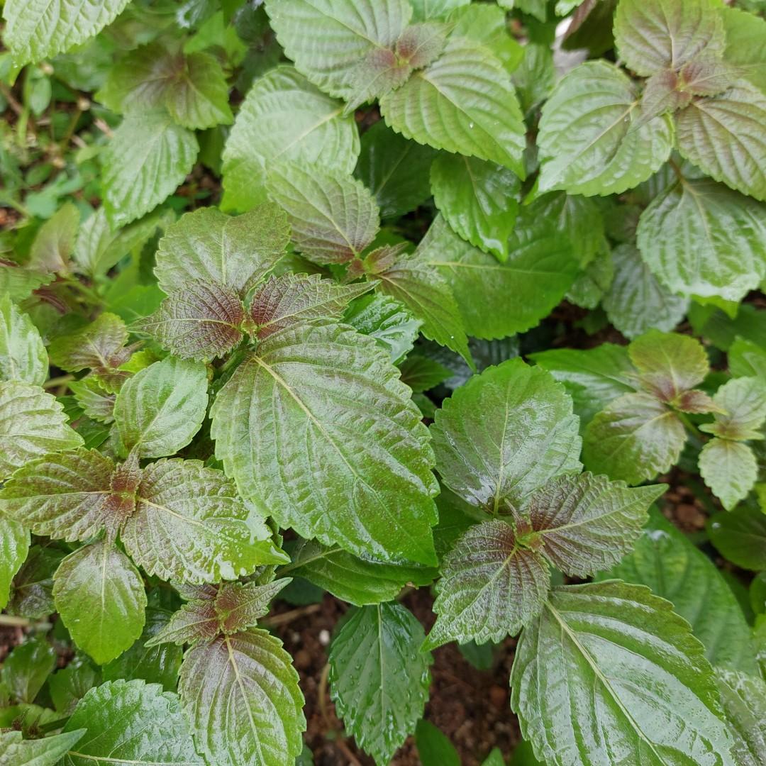 有機香葉紫蘇葉食用 藥用organic Plant 傢俬 家居 園藝 植物及種子 Carousell