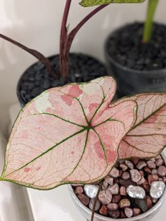 （分類：）位於 。 由 PHLPHL 提交（商品編號 1169685129，圖片 1）。簡介： 。