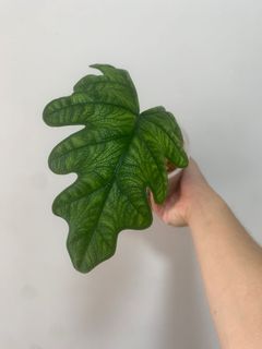 （分類：）位於 。 由 own_plant 提交（商品編號 1169636517，圖片 1）。簡介： 。