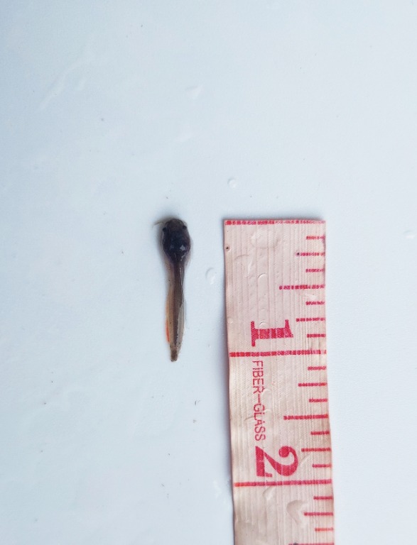 Catfish/Hito Fingerlings 1" 2" 3" 4", Food & Drinks, Fresh Produce on