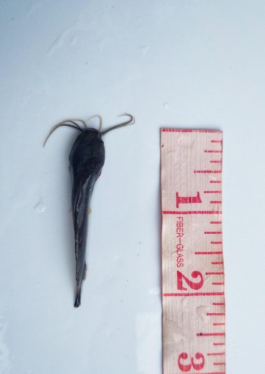 Catfish/Hito Fingerlings 1" 2" 3" 4", Food & Drinks, Fresh Produce on