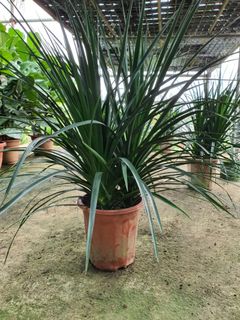 (Category: ) located in . Submitted by urban.cultivar (Listing ID 1169744149, Image 1). Description: .
