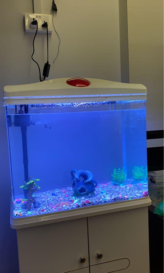 Fish tank, Pet Supplies, Homes & Other Pet Accessories on Carousell