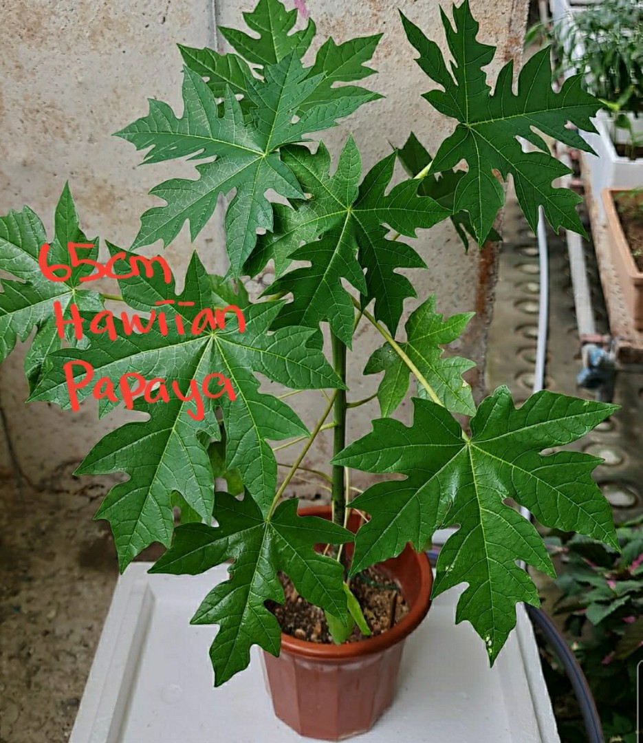Hawaiian Papaya Plant (50cm to 65cm), Furniture & Home Living