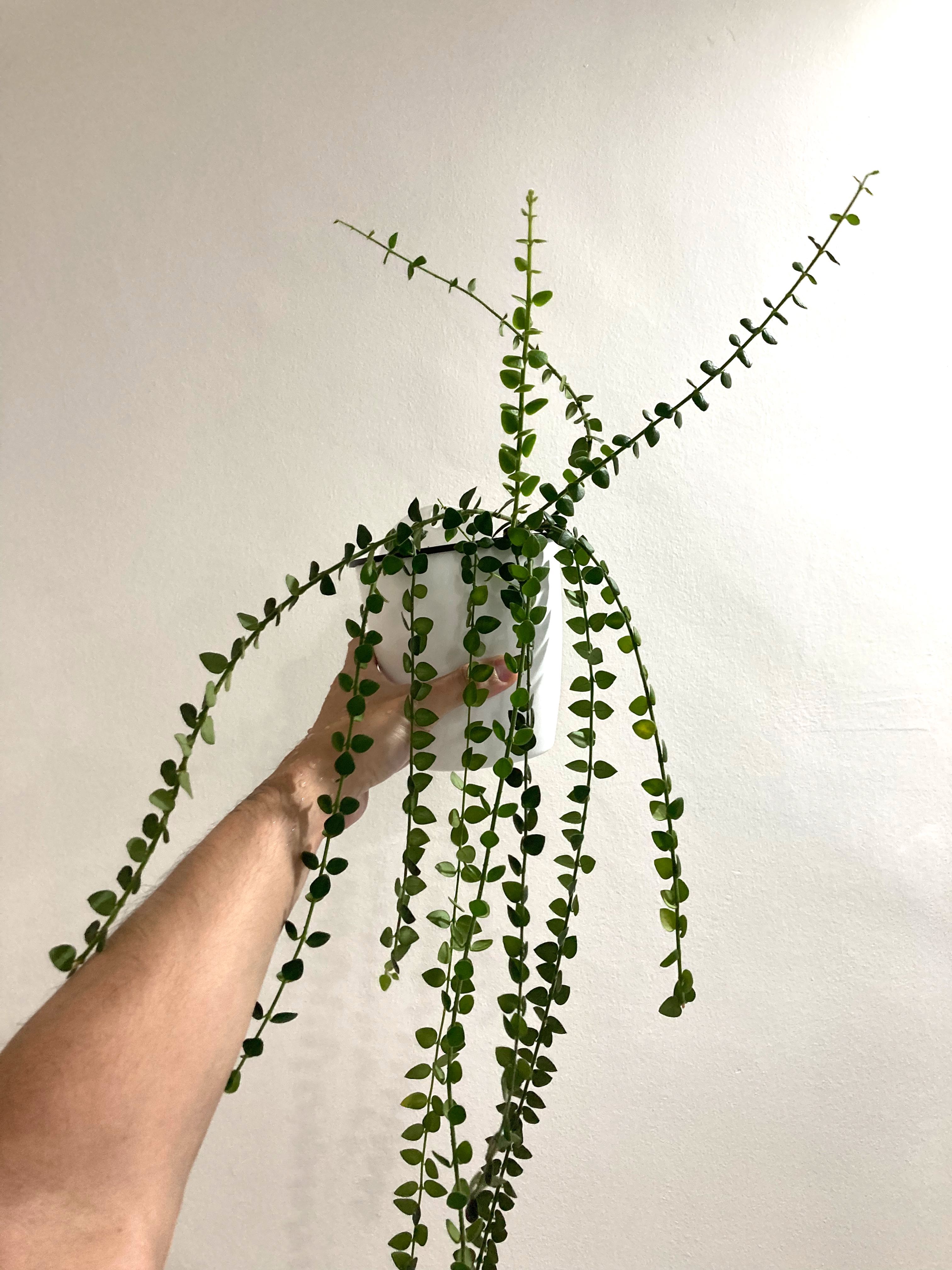 Hoya Chinghungensis, Furniture & Home Living, Gardening, Plants & Seeds