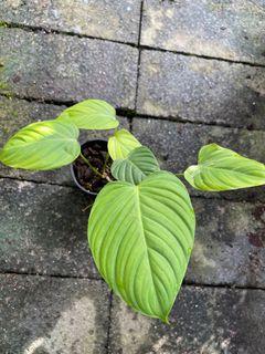 Philodendron fuzzy petiole