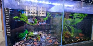 (Category: ) located in . Submitted by siangck (Listing ID 1164515433, Image 1). Description: .