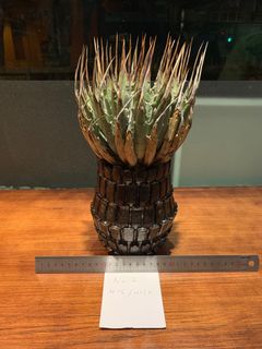 （分類：）位於 。 由 caudexmafia 提交（商品編號 1164534645，圖片 1）。簡介： 。