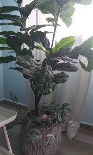 (Category: ) located in . Submitted by faz1107 (Listing ID 1164466684, Image 1). Description: .