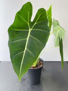 （分類：）位於 。 由 greener.planet 提交（商品編號 1164617373，圖片 1）。簡介： 。