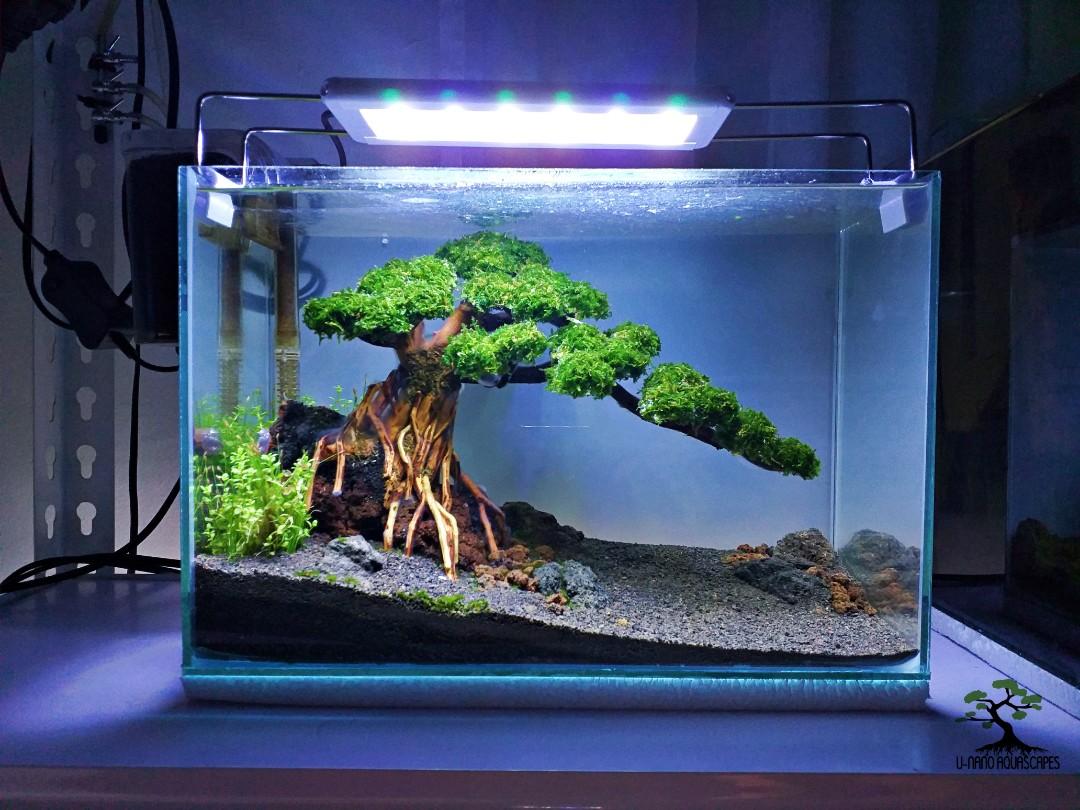Aquarium fish tsnk setup bonsai themed aquascape, Pet Supplies, Homes